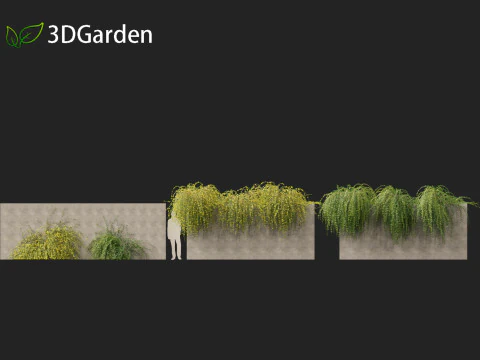 Jasminum nudiflorum - Winter jasmine 02 3D Model