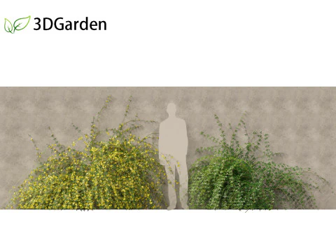 Jasminum nudiflorum - Winter jasmine 02 3D Model