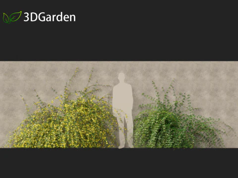 Jasminum nudiflorum - Winter jasmine 02 3D Model