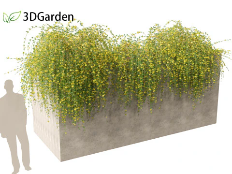 Jasminum nudiflorum - Winter jasmine 02 3D Model