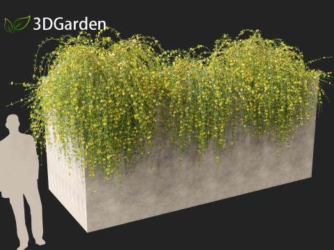 Jasminum nudiflorum - Winter jasmine 02 Modèle 3D