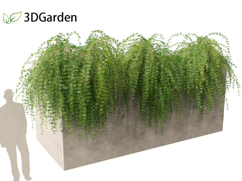 Jasminum nudiflorum - Winter jasmine 02 3D Model