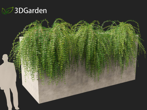 Jasminum nudiflorum - Winter jasmine 02 Modèle 3D