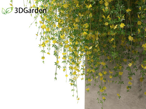 Jasminum nudiflorum - Winter jasmine 02 Modèle 3D
