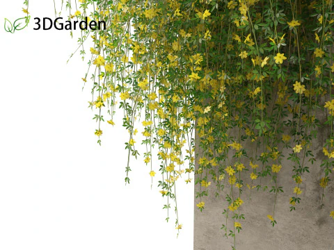 Jasminum nudiflorum - Winter jasmine 02 3D Model