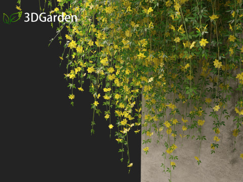 Jasminum nudiflorum - Winter jasmine 02 Modèle 3D