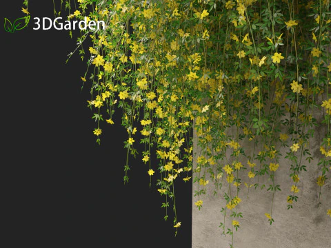 Jasminum nudiflorum - Winter jasmine 02 3D Model