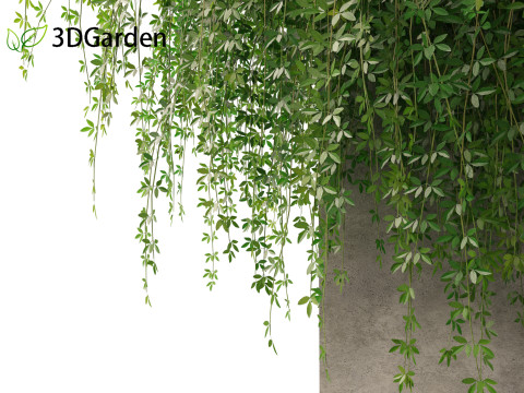 Jasminum nudiflorum - Winter jasmine 02 Modèle 3D