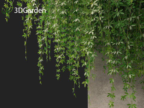 Jasminum nudiflorum - Winter jasmine 02 Modèle 3D