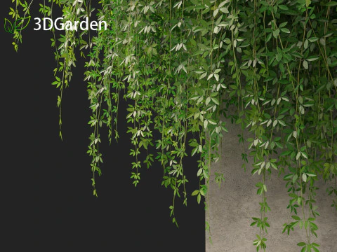 Jasminum nudiflorum - Winter jasmine 02 3D Model