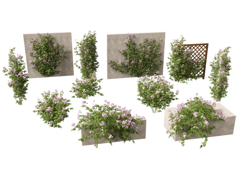 Pandorea jasminoides Rosea - Bower Vine 3D Model .c4d .max .obj .3ds .fbx .stl .blend 