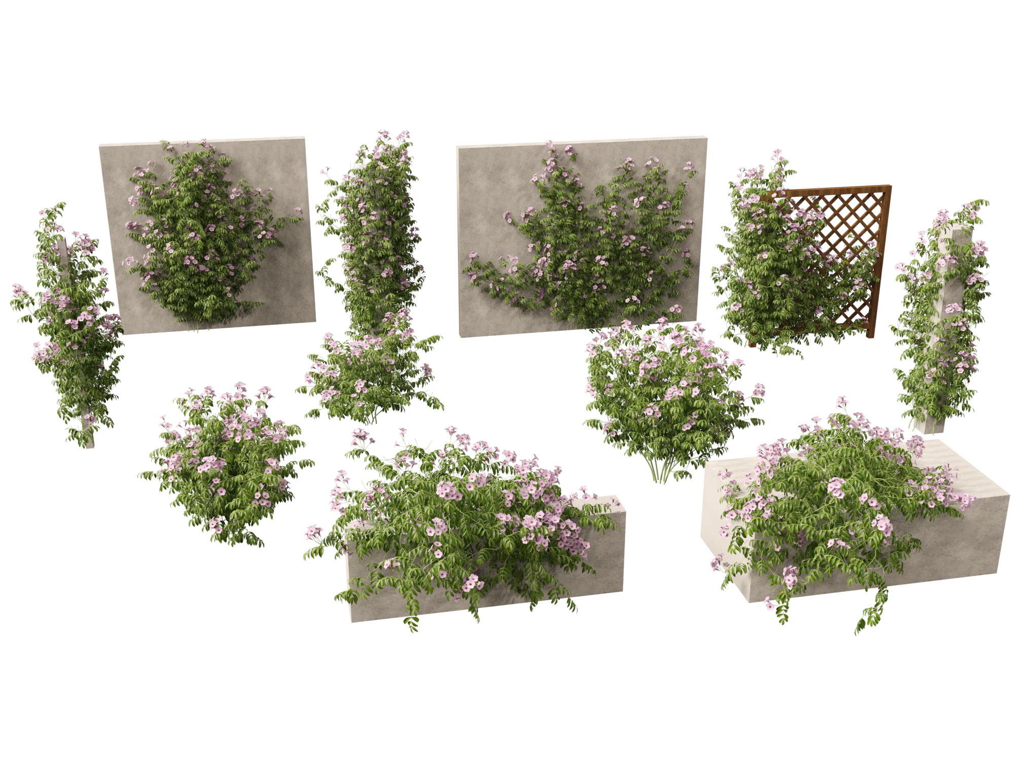 Pandorea jasminoides Rosea - Enredaderas Modelo 3D .c4d .max .obj .3ds .fbx .stl .blend 