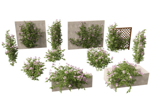 Pandorea jasminoides Rosea - Bower Vine 3D Model
