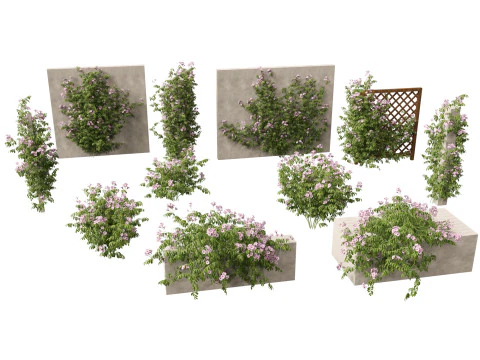 Pandorea jasminoides Rosea - &Ccedil;ardak Asması 3D Model