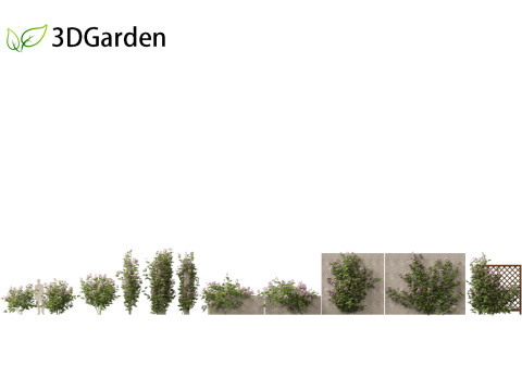 Pandorea jasminoides Rosea - Bower Vine 3D Model