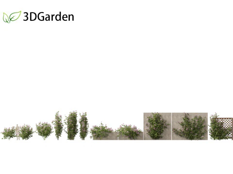 Pandorea jasminoides Rosea - Enredaderas Modelo 3D
