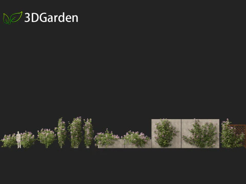 Pandorea jasminoides Rosea - Enredaderas Modelo 3D