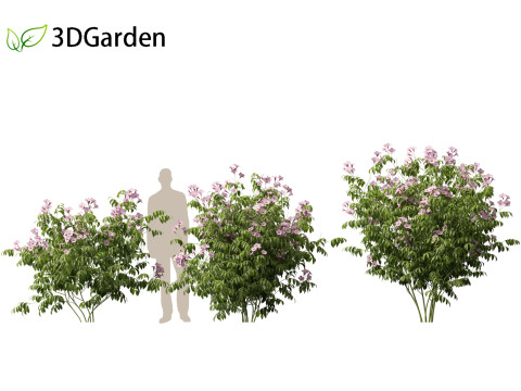 Pandorea jasminoides Rosea - Bower Vine 3D Model
