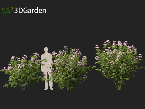 Pandorea jasminoides Rosea - Enredaderas Modelo 3D