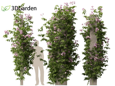 Pandorea jasminoides Rosea - Bower Vine 3D Model