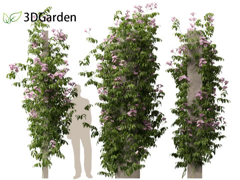 Pandorea jasminoides Rosea - Enredaderas Modelo 3D