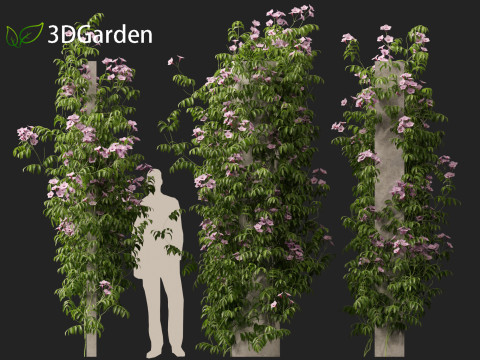 Pandorea jasminoides Rosea - Bower Vine 3D Model