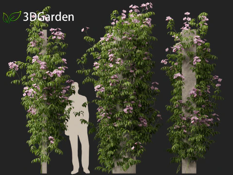 Pandorea jasminoides Rosea - Enredaderas Modelo 3D