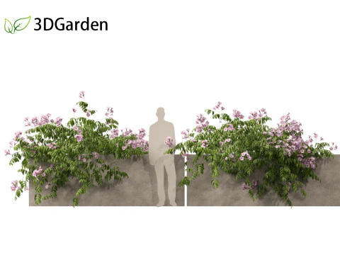 Pandorea jasminoides Rosea - Enredaderas Modelo 3D