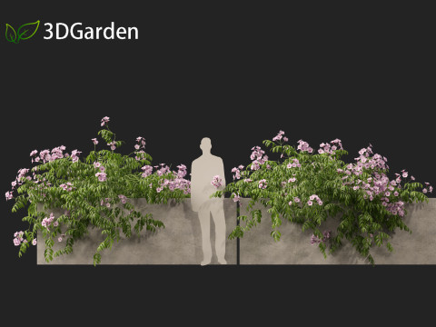 Pandorea jasminoides Rosea - Bower Vine 3D Model