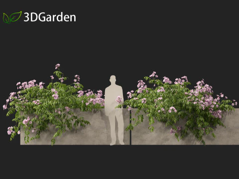 Pandorea jasminoides Rosea - Enredaderas Modelo 3D