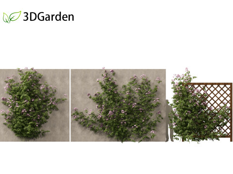 Pandorea jasminoides Rosea - Bower Vine 3D Model