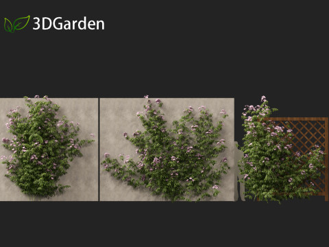 Pandorea jasminoides Rosea - Bower Vine 3D Model