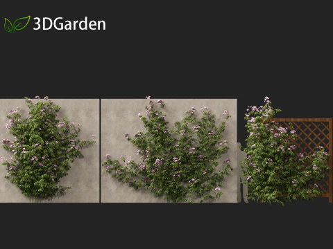 Pandorea jasminoides Rosea - Enredaderas Modelo 3D