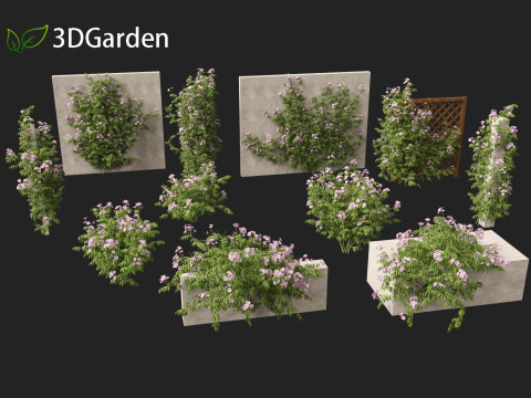 Pandorea jasminoides Rosea - Bower Vine 3D Model