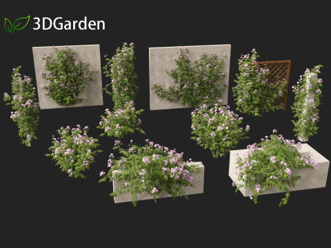 Pandorea jasminoides Rosea - Enredaderas Modelo 3D