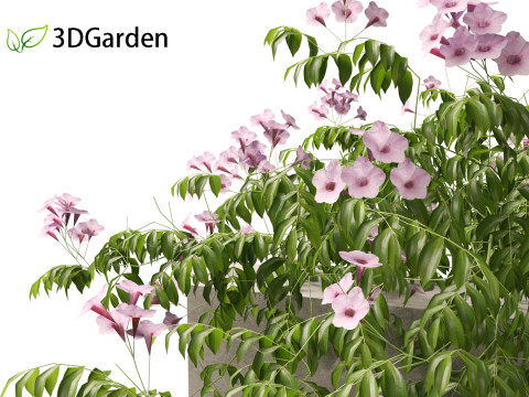 Pandorea jasminoides Rosea - Bower Vine 3D Model