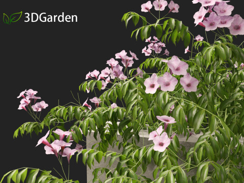 Pandorea jasminoides Rosea - Bower Vine 3D Model