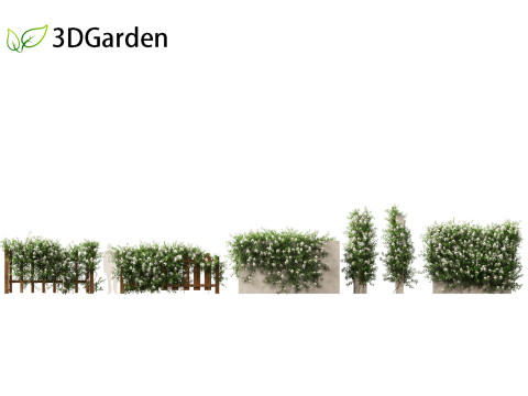 Solanum laxum - Potato vine 3D मॉडल