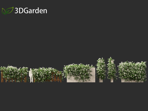 Solanum laxum - Potato vine 3D मॉडल