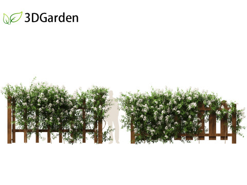 Solanum laxum - Potato vine 3D मॉडल