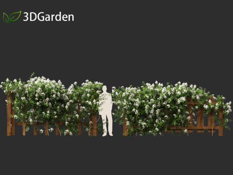 Solanum laxum - Potato vine 3D मॉडल