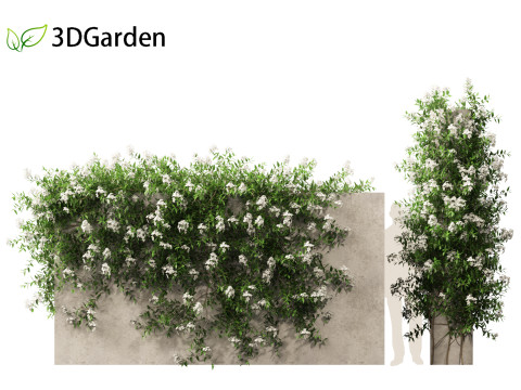 Solanum laxum - Potato vine 3D मॉडल