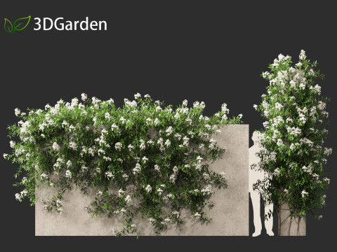 Solanum laxum - Potato vine 3D मॉडल