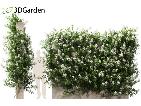 Solanum laxum - Potato vine 3D मॉडल