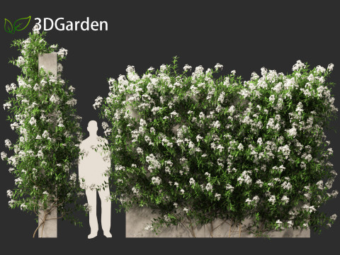 Solanum laxum - Potato vine 3D मॉडल