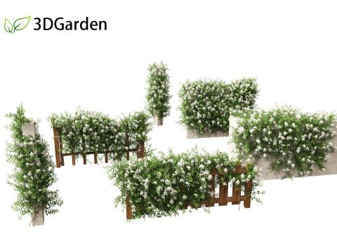 Solanum laxum - Potato vine 3D Model