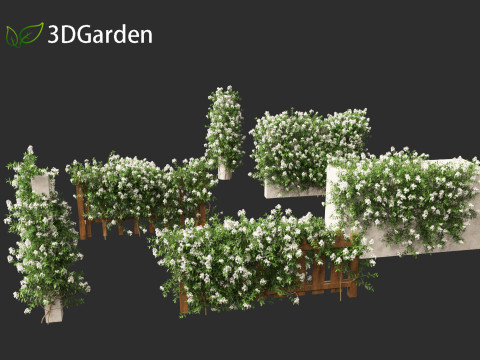 Solanum laxum - Potato vine 3D मॉडल