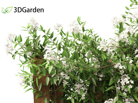 Solanum laxum - Potato vine 3D मॉडल