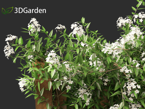 Solanum laxum - Potato vine 3D मॉडल