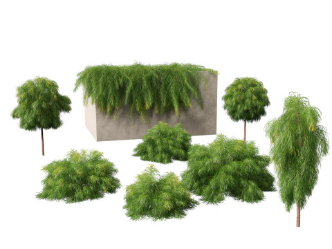Acacia cognata limelight - River Wattle 3D Model